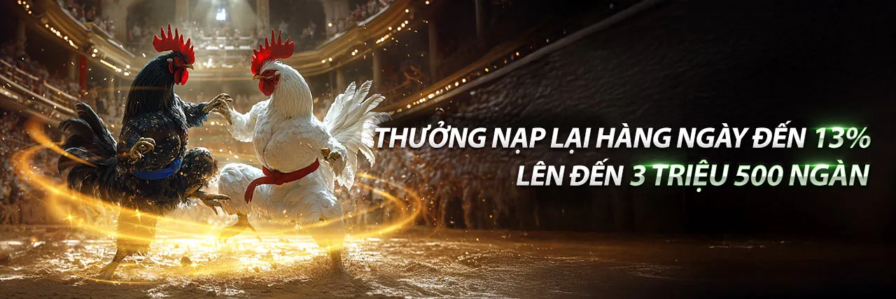 Trận đấu đá gà 4K trực tiếp đầy kịch tính